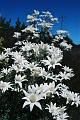 White flowers, Red Rock F1000027